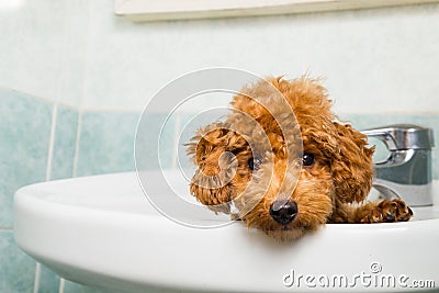 Curious brown poodle puppy getting ready for bath in basin Stock Photo