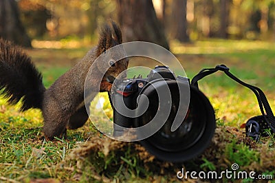 Curious brown squirrel with camera Stock Photo