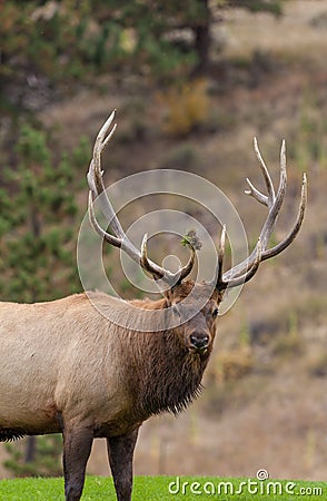 Curious Bull Elk Stock Photo