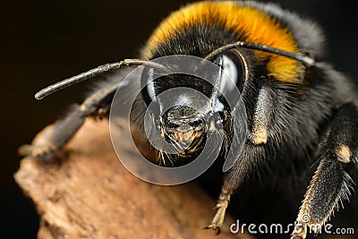 Curious bumble bee Stock Photo