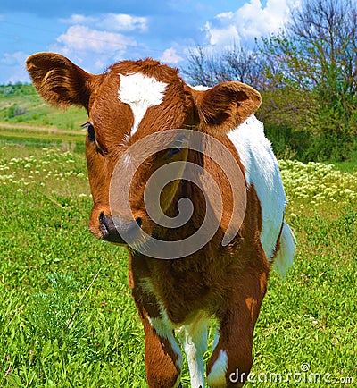 Curious calf Stock Photo