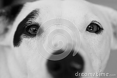 Curious Canine Stock Photo