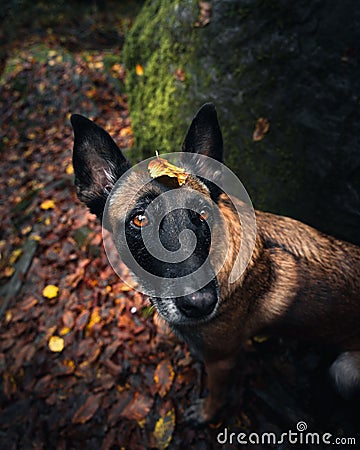 Curious canine with a dried leaf in its fur. Stock Photo