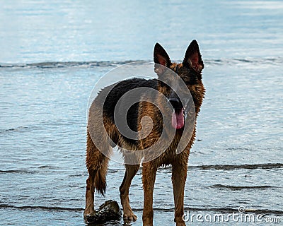 Curious canine stands in shallow water Stock Photo