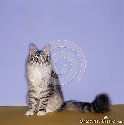 Curious cat Stock Photo