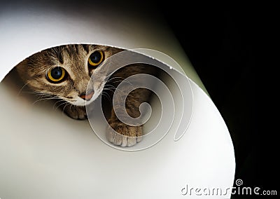 Curious cat Stock Photo