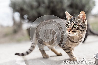 Curious cat Stock Photo