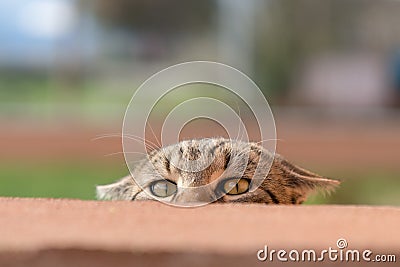 Curious cat Stock Photo