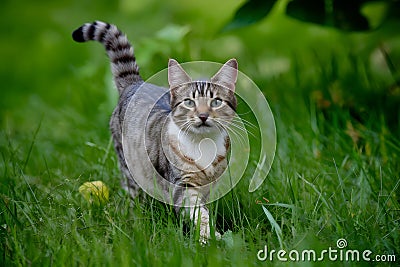 Curious cat frolics playfully in the outdoor environment Stock Photo