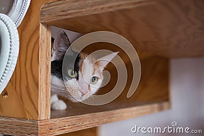 curious cat peeking under the wooden staircase, close up Stock Photo