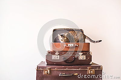 Curious Cat sits on vintage suitcases against the backdrop of a light wall. Rustic Retro Style Stock Photo