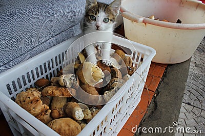 Curious cat in white basket full of mushrooms 20201 Stock Photo