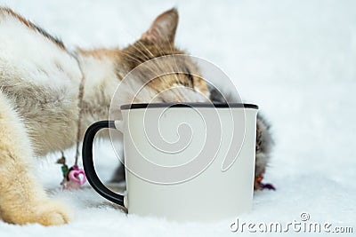 This curious cats explores and engages with a white blank mug in a series of playful actions Stock Photo