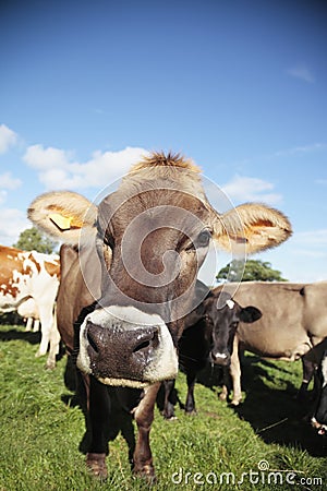 Curious Cattle Stock Photo