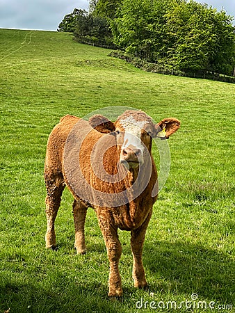 Curious friendly bullock wants to say hello Stock Photo