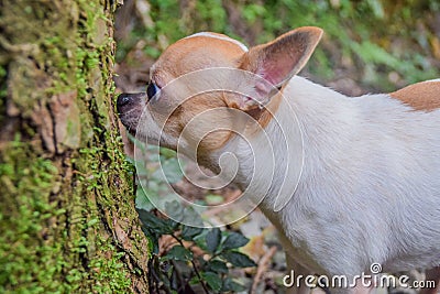 A curious chihuahua sniffing the tree trunk Stock Photo