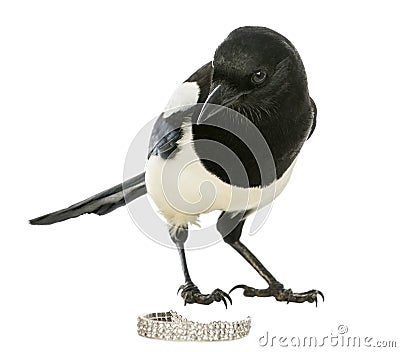 Curious Common Magpie looking at the camera with jewellery Stock Photo