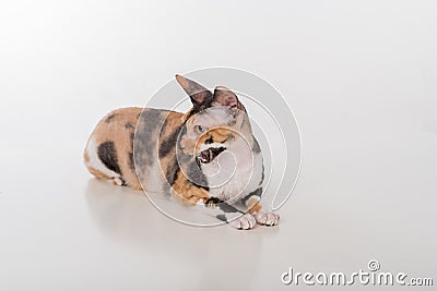 Curious Cornish Rex Cat Lying on the White Desk. White Background. Open Mouth. Looking Left. Stock Photo