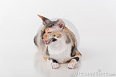 Curious Cornish Rex Cat Lying on the White Desk. White Background. Portrait. Open Mouth. Angry. Stock Photo
