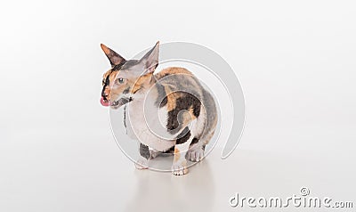 Curious Cornish Rex Cat Sitting on the White Desk. White Background. Looking Right. Open Mouth, Tongue Out. Stock Photo