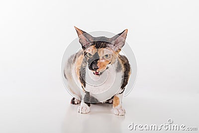 Curious Cornish Rex Cat Sitting on the White Desk. White Background. Portrait. Open Mouth. Stock Photo