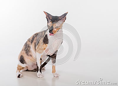 Curious Cornish Rex Cat Sitting on the White Desk. White Background. Portrait. Open Mouth. Stock Photo