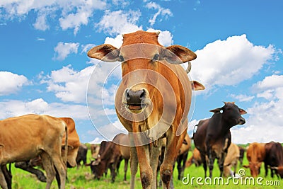 Curious Cow Stock Photo