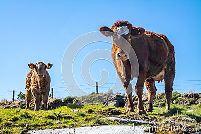 Curious cow and calve looking down into the camera during the Covid-19 pandemic Stock Photo