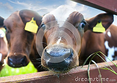 Curious cow Stock Photo