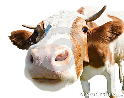 Curious cow, isolated Stock Photo