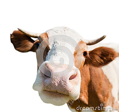 Curious cow, isolated on white background Stock Photo