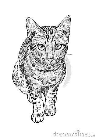 Curious cute cat Vector Illustration