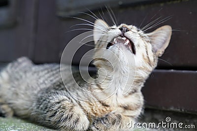 Curious cute little tabby kitten smiling, yawning Stock Photo