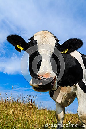 Curious dairy cow close-up in field Stock Photo