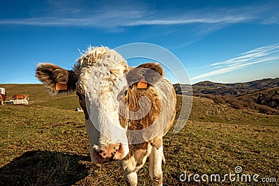 Curious Dairy Cow Looking at Camera - Lessinia Plateau Italy Stock Photo