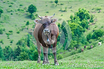 Curious dairy cow stand in her pasture. Dairy Cows Stock Photo