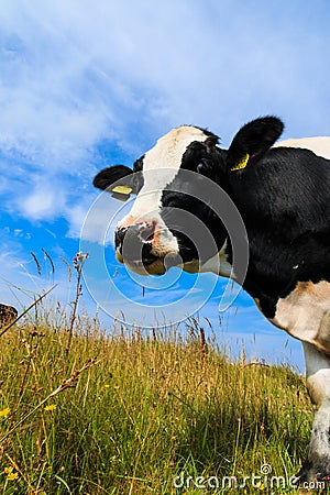 Curious dairy cow standing in field Stock Photo