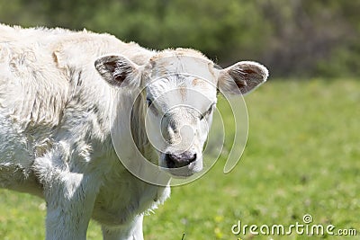 A curious dairy cow stands in her pasture/Dairy Cow/A curious da Stock Photo