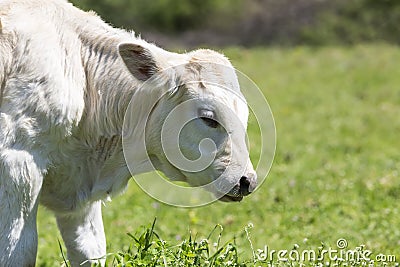 A curious dairy cow stands in her pasture/Dairy Cow/A curious da Stock Photo