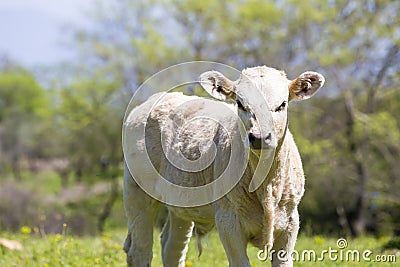 A curious dairy cow stands in her pasture/Dairy Cow/A curious da Stock Photo