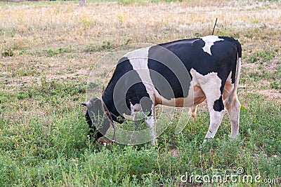A curious dairy cow stands in her pasture Stock Photo