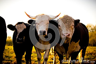 Curious dairy cows stand in the pasture looking to the camera Stock Photo