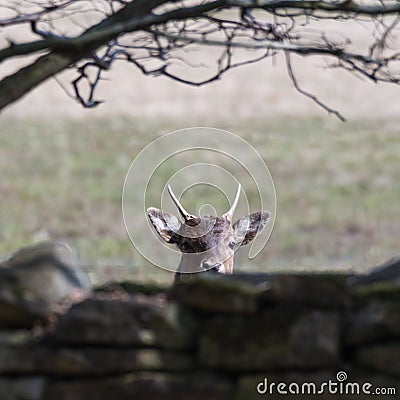 Curious deer animal Stock Photo
