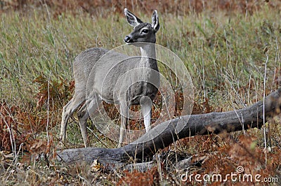 Curious deer Stock Photo