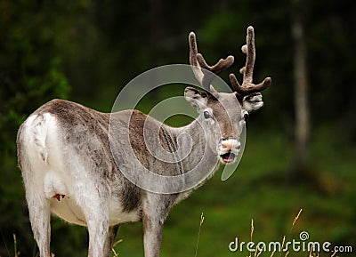 Curious Deer With Horn Looking Back In Norway Stock Photo