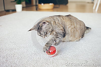 Curious Devon Rex cat is playing with special toy ball dispenser with snacks inside that slowly drops out when cat pushes it. Stock Photo