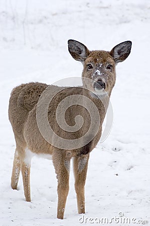 Curious Doe Stock Photo