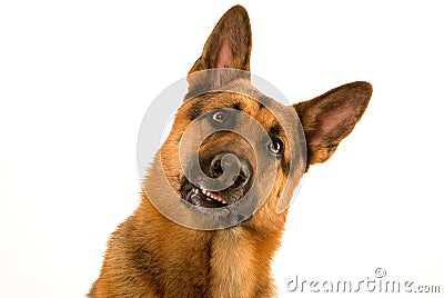 Curious dog Stock Photo