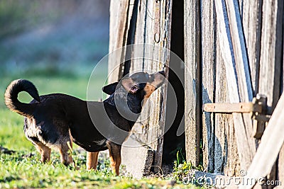 Curious dog Stock Photo