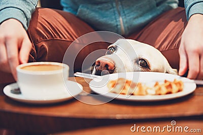 Curious dog in the cafe Stock Photo